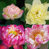 Mixed Bonsai Lotus Seeds