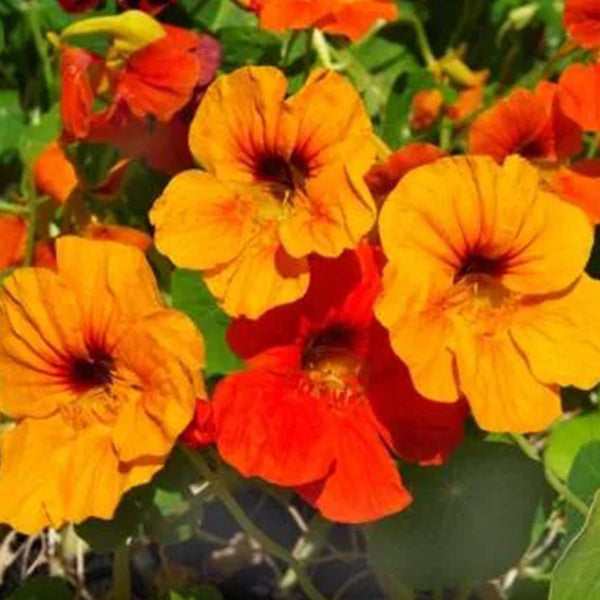 TROPAEOLUM MAJUS NANUM SINGLE MIX