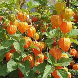 Physalis Peruviana Fruit-Lantern Fruit Seeds