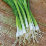 Bunching Onion, Evergreen Long White