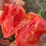 Mango Honey Tomato Seeds