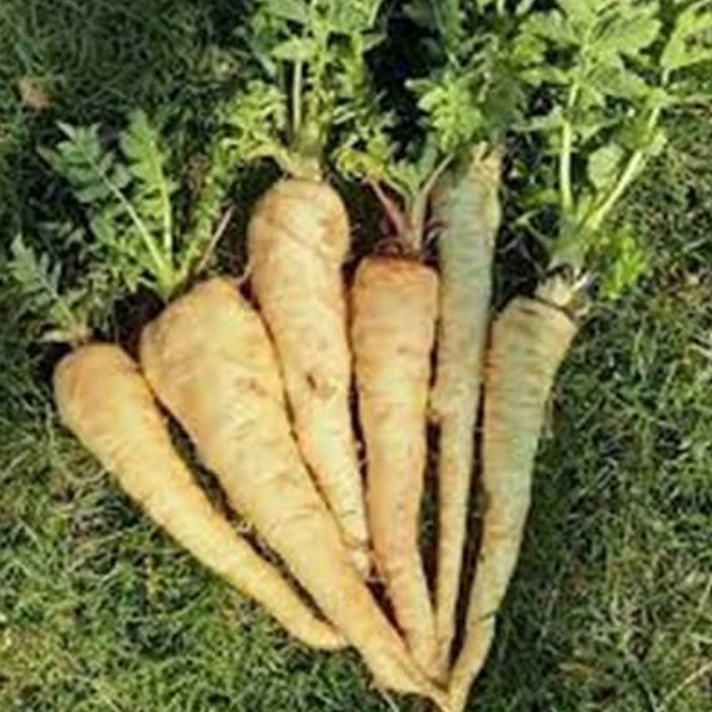 Semillas de chirivía