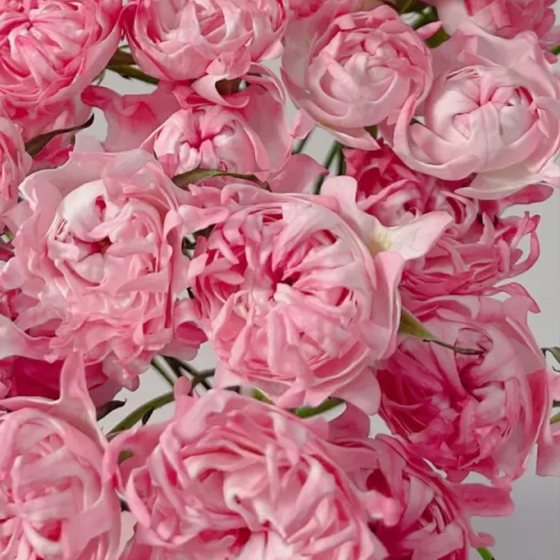 Rare Pink Kite Roses