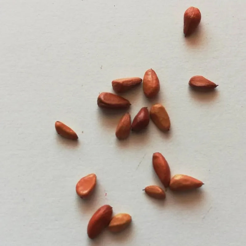 Semillas de rosa blanca fucsia - Cozy Beauty