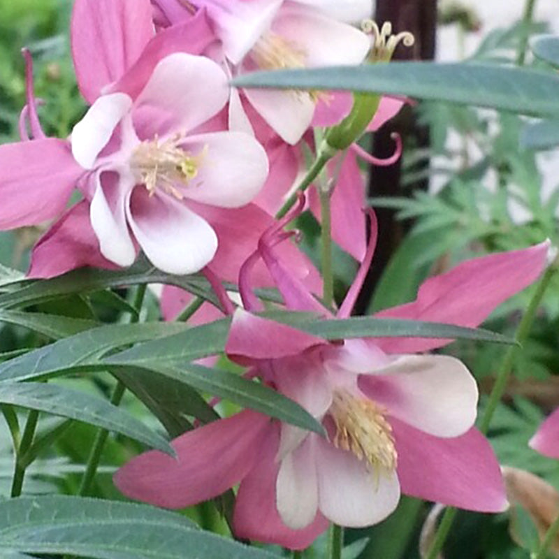 Columbine, Early Bird Light Pink & White