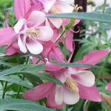 Columbine, Early Bird Light Pink & White