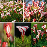 Semillas de la planta de oxalis versicolor, bastón de caramelo