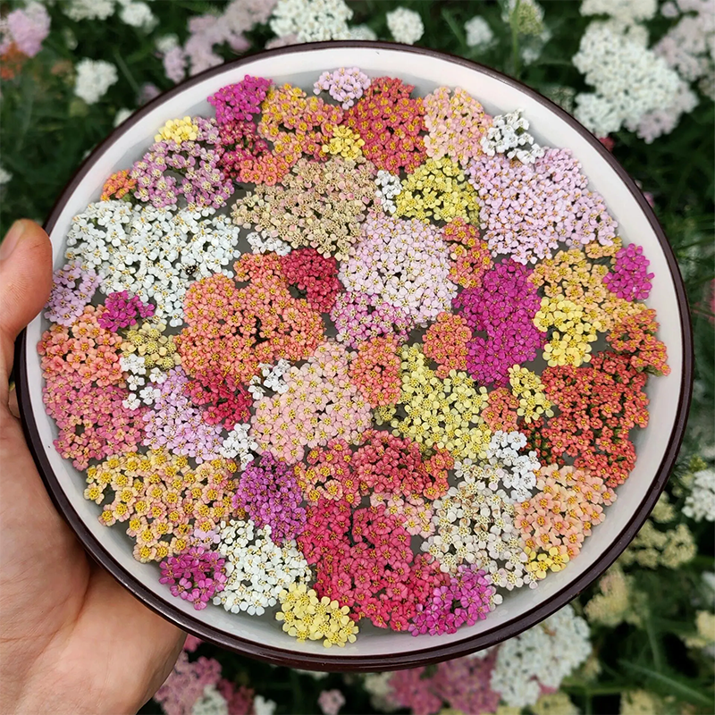 Mix Swamp Milkweed Seeds