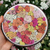 Mix Swamp Milkweed Seeds