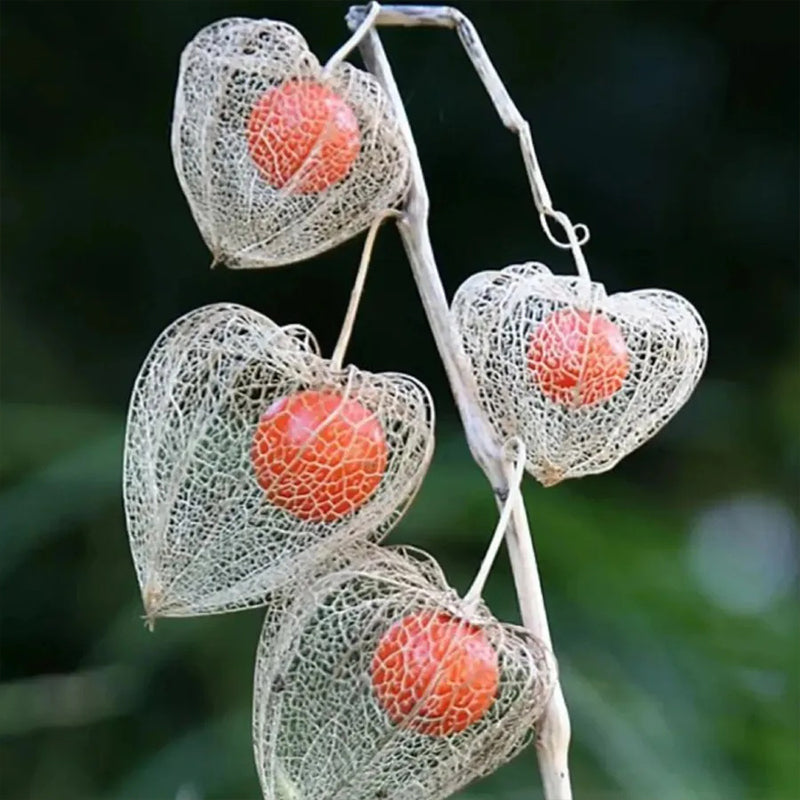 Semillas de cereza de linterna Cereza de tierra de invierno-Cereza de tierra de fresa
