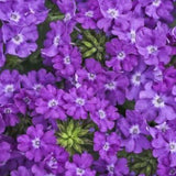 Moss Verbena Creeping Perennial Purple Flower