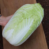 Cabbage Bilko F1 Organic