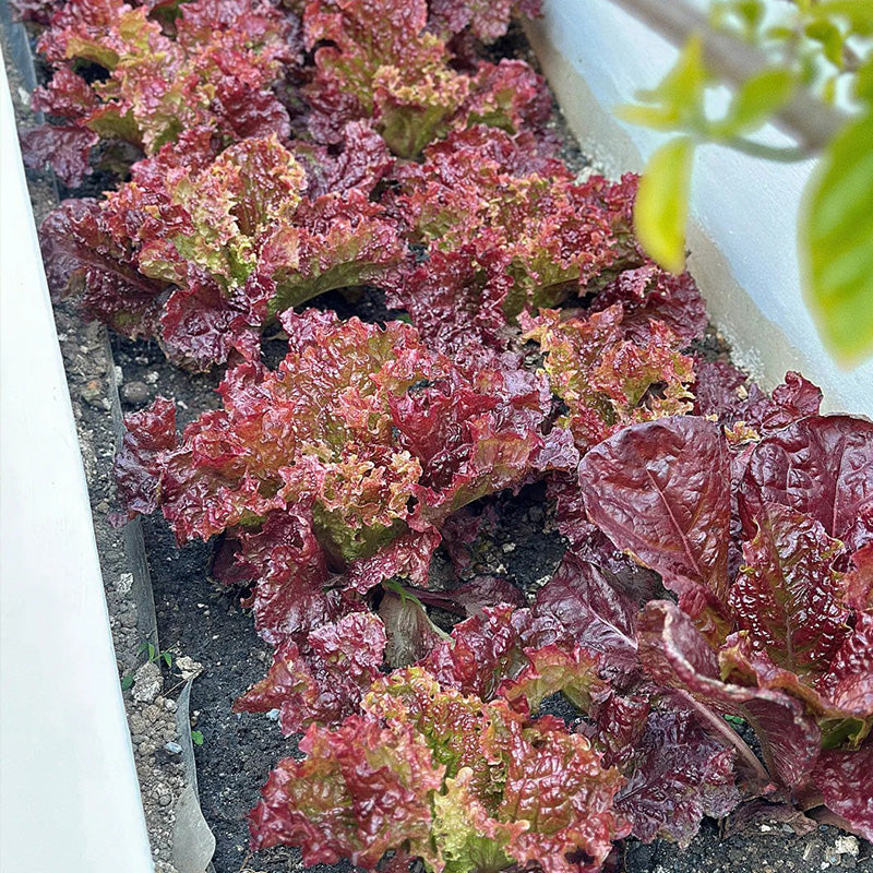 Ruby Ruffled Red Leaf Lettuce Seeds
