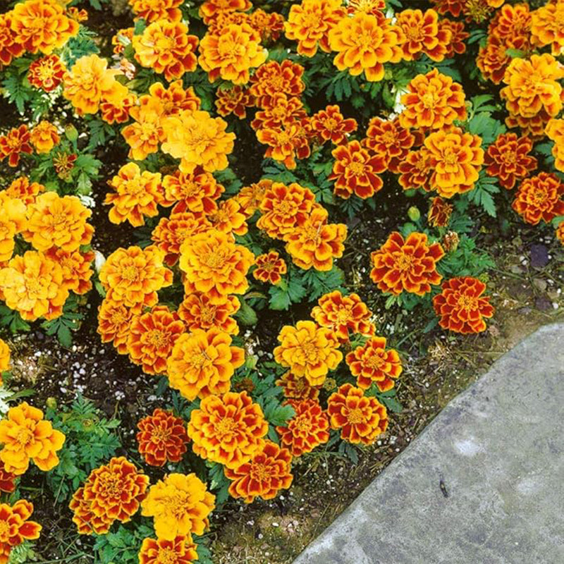 Annual Tagetes Patula Durango Flame French Marigold Garden Flower Seed for Planting