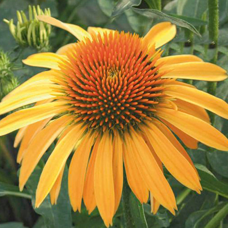 Yellow Coneflower Seeds - Bright Hardy Perennial Pollinator Flower