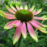 Green Twister Coneflower Seeds - Rare Pink & Lime Hardy Perennial Pollinator Flower