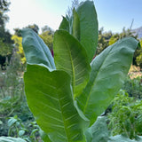 Semilla de tabaco Shirazi