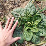 Deep Savoy Spinach Seeds