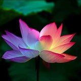 Rare Rainbow Lotus Seeds  Bowl Water Lily Hydroponic Plants Fast Growing