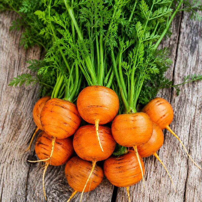 Heirloom Parisian Round Carrot Seeds
