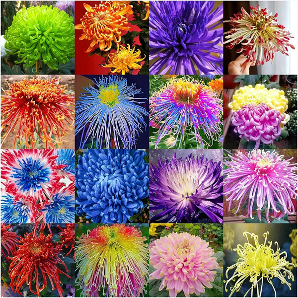 Mixed Spider Mums Flower Seeds-Over 20 Colors