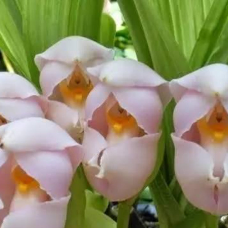 Swaddled Babies Orchid Seeds