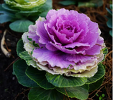 Colorful Kale Mix Seeds