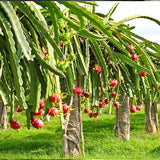 Rare Red Dragon Fruit (Pitaya) Seeds