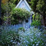 Perennial Blue Flax Seeds
