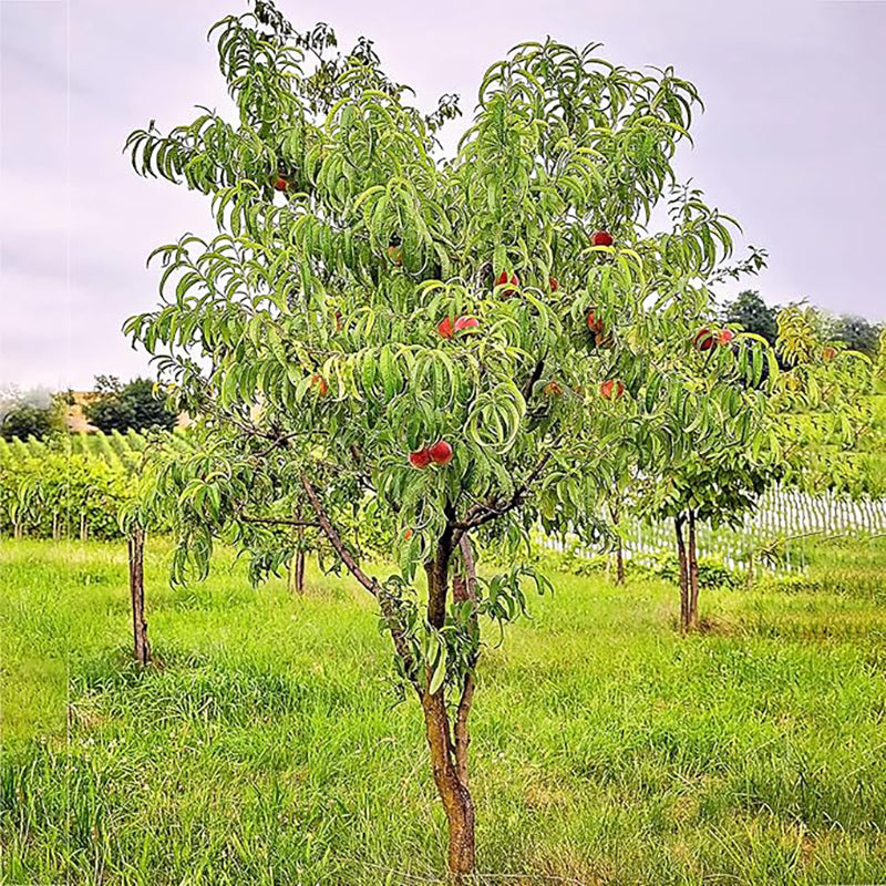 Peach Fruit Tree Prunus Persica Sweet Fruit Tree