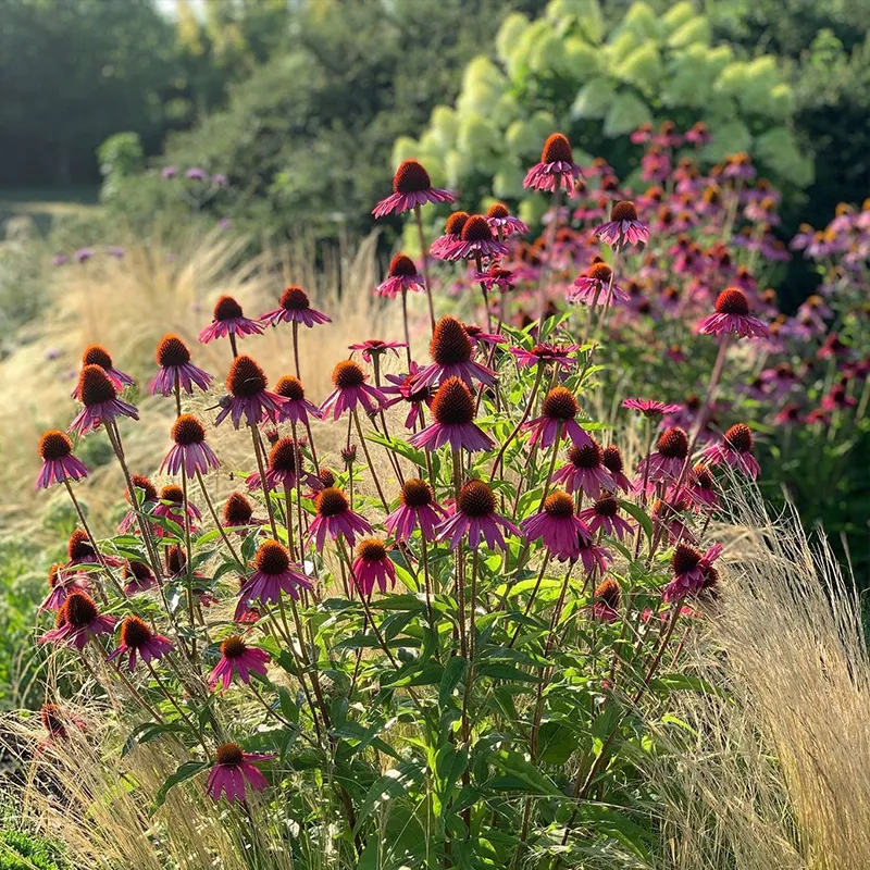 🌸Purple Coneflowers&Black Eyed Susan Mix