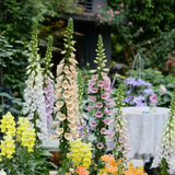 Mixed Foxglove Seeds