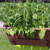 Container Bush Beans