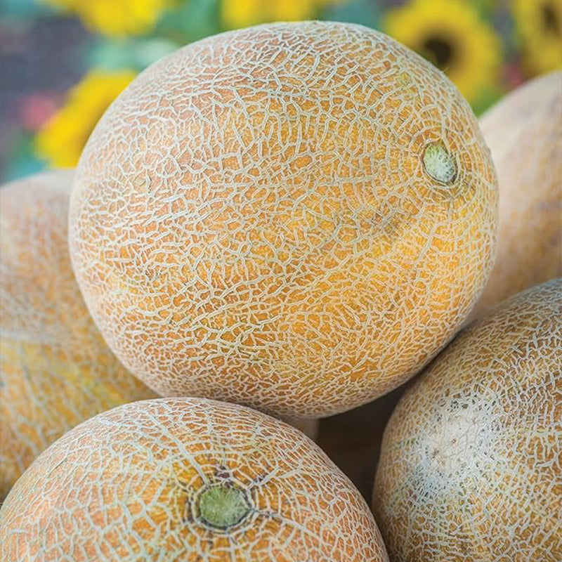 Ambrosia Cantaloupe Melon Seeds