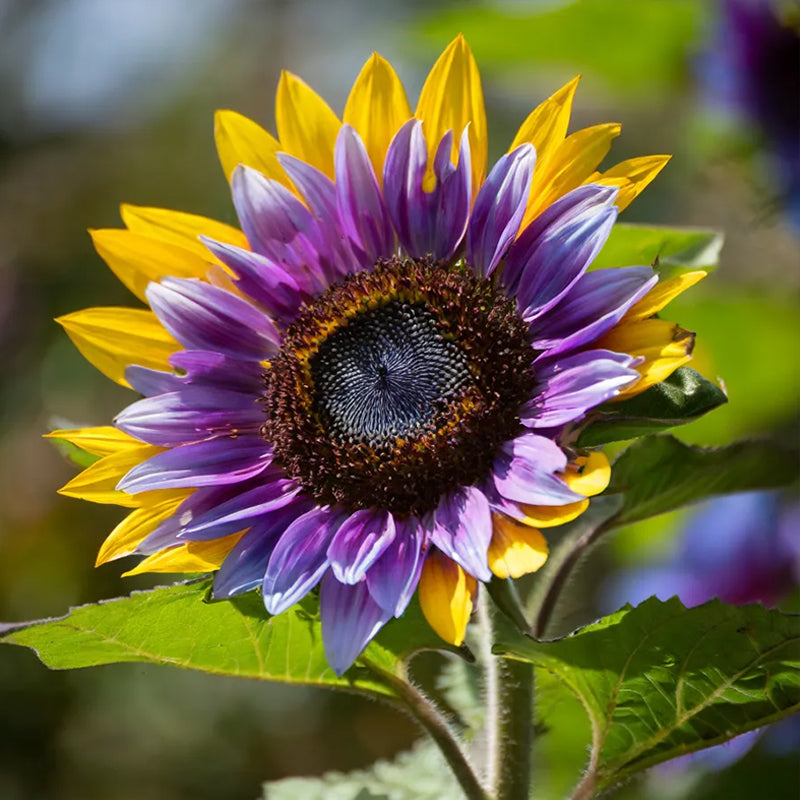 Girasol con forma de corazón morado y bordes verdes