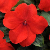 Semillas de flores de la planta Impatiens Baby Scarlet para plantar