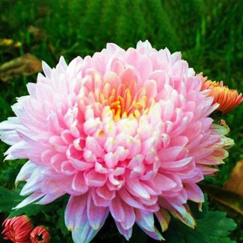 Sweet Pink Helichrysum Strawflower Seeds