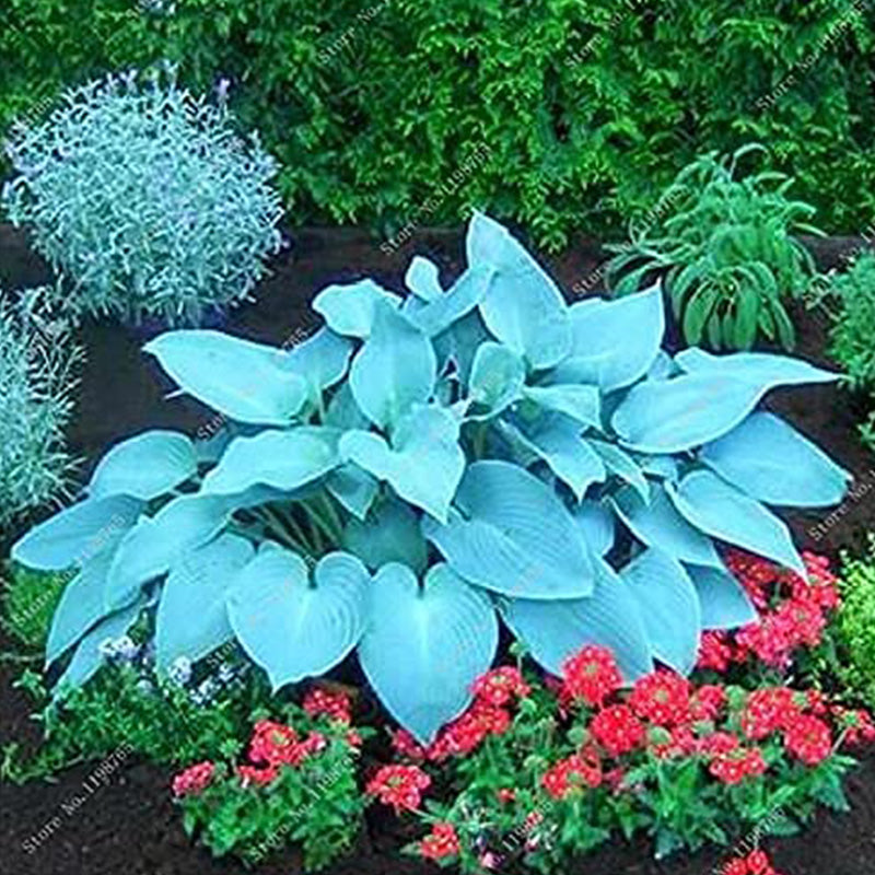 Mixed Hosta Perennials Flower Seeds