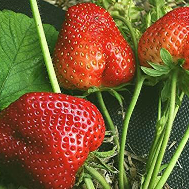 Giant Strawberry Fresca Everbearing Berries Indoor Non GMO Fruit Seeds