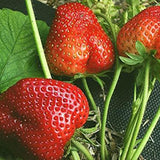 Giant Strawberry Fresca Everbearing Berries Indoor Non GMO Fruit Seeds