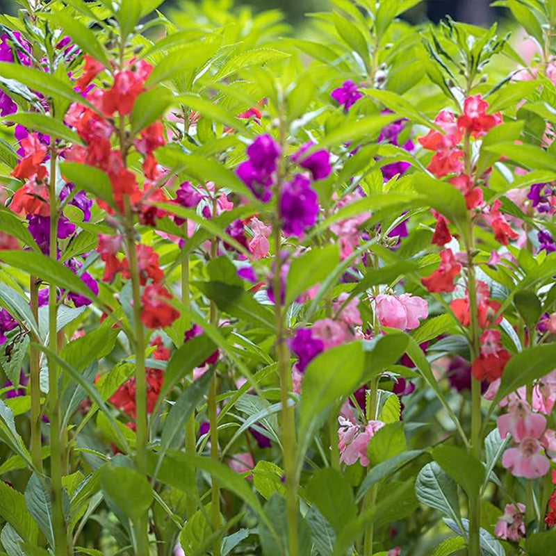 Impatiens Balsam Garden Flower Seed Mix for Planting