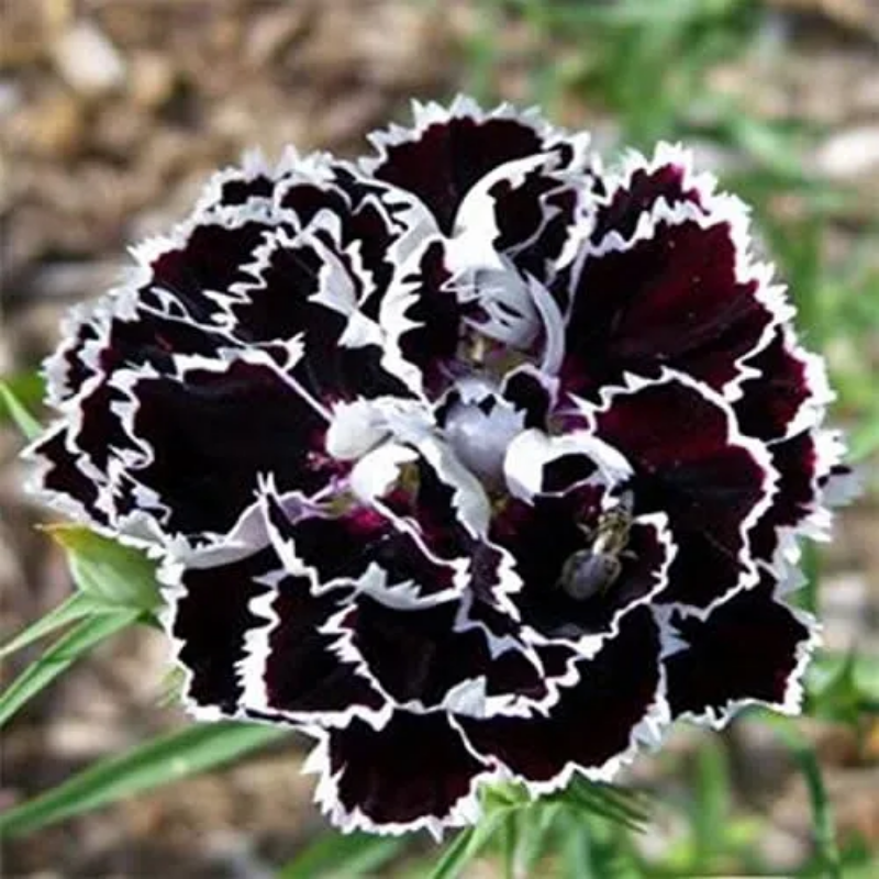 Dianthus Heddewigii Black White Carnation Flower Seed, Non GMO Heirloom
