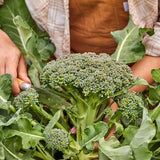 Brócoli híbrido Sun King