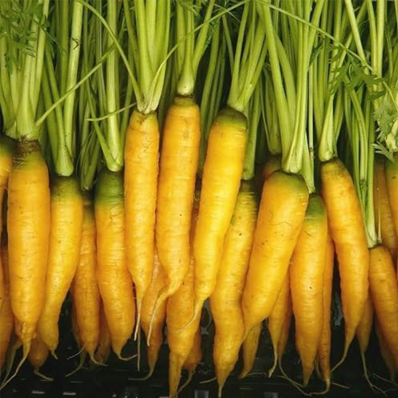 Fresh Carrot Vegetable Seeds