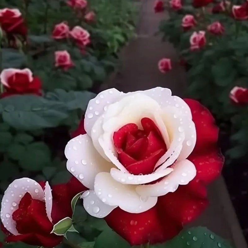 Semillas de rosas gemelas de corazón rojo