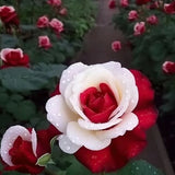 Semillas de rosas gemelas de corazón rojo