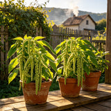 Green Tassel Amaranth (Amaranthus viridis) Seeds