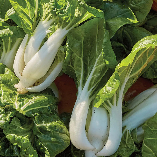 Chinese Cabbage, Pak Choi, Toy Choi Hybrid