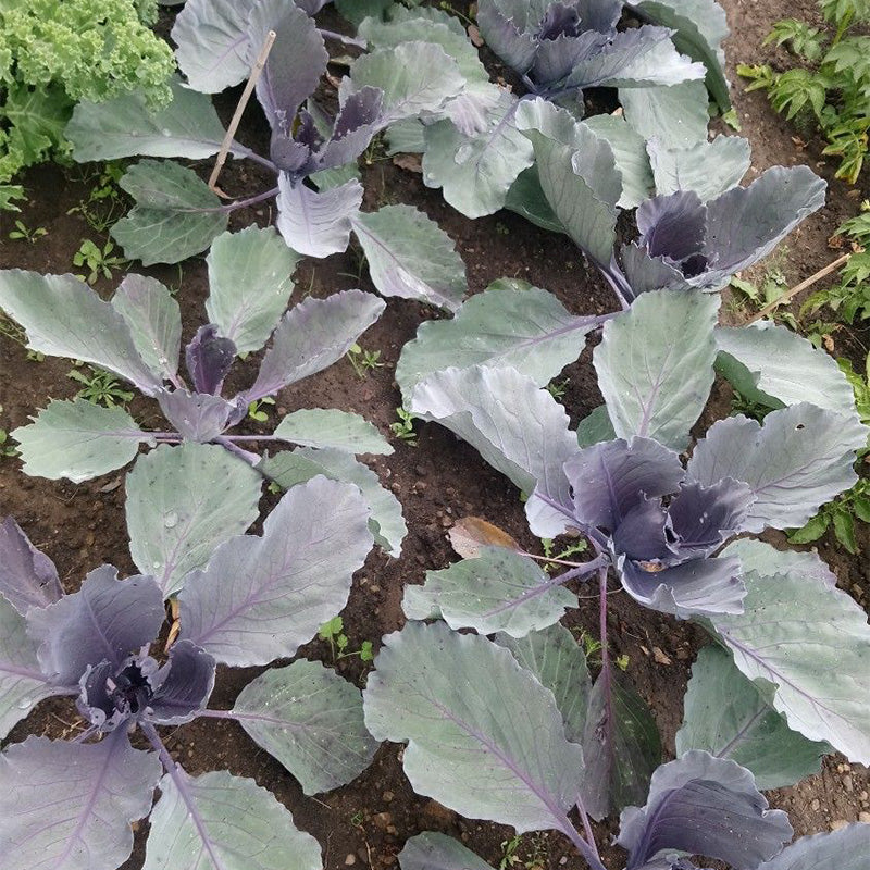 Stellar Blue Red Cabbage Seeds