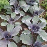 Stellar Blue Red Cabbage Seeds
